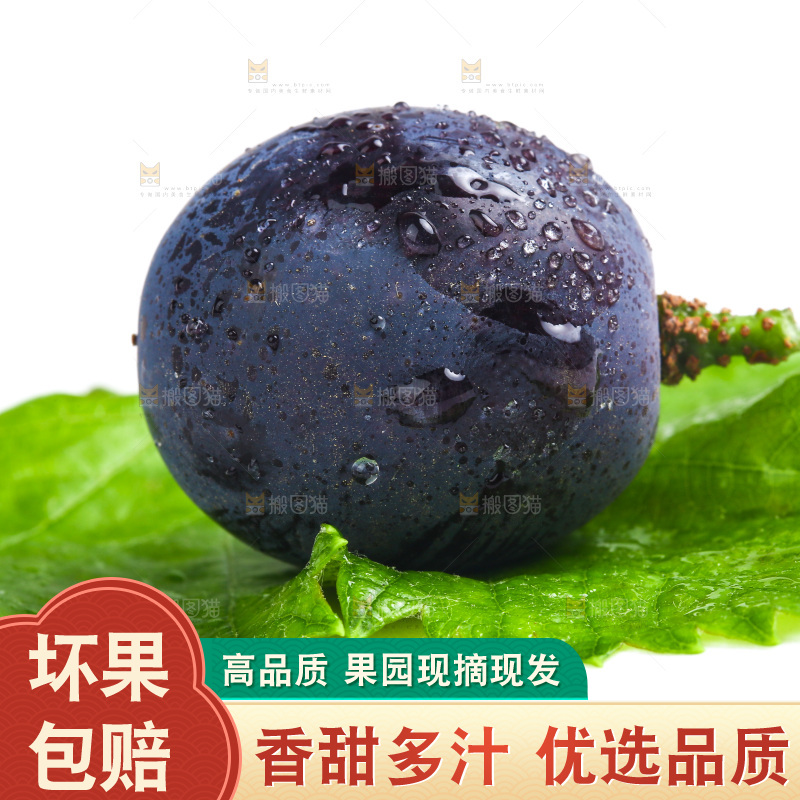 新鲜夏黑葡萄放在白底上