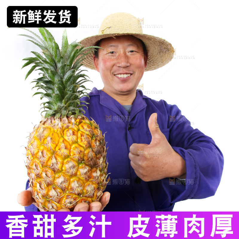 农民手里拿着香水菠萝