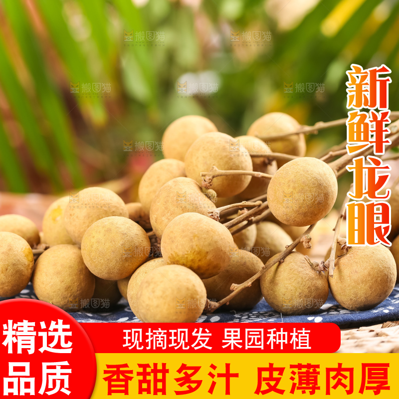 浅底上的广东龙眼