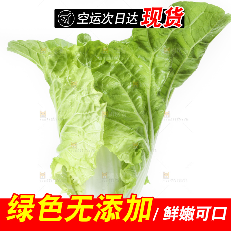 白底上放着大白菜