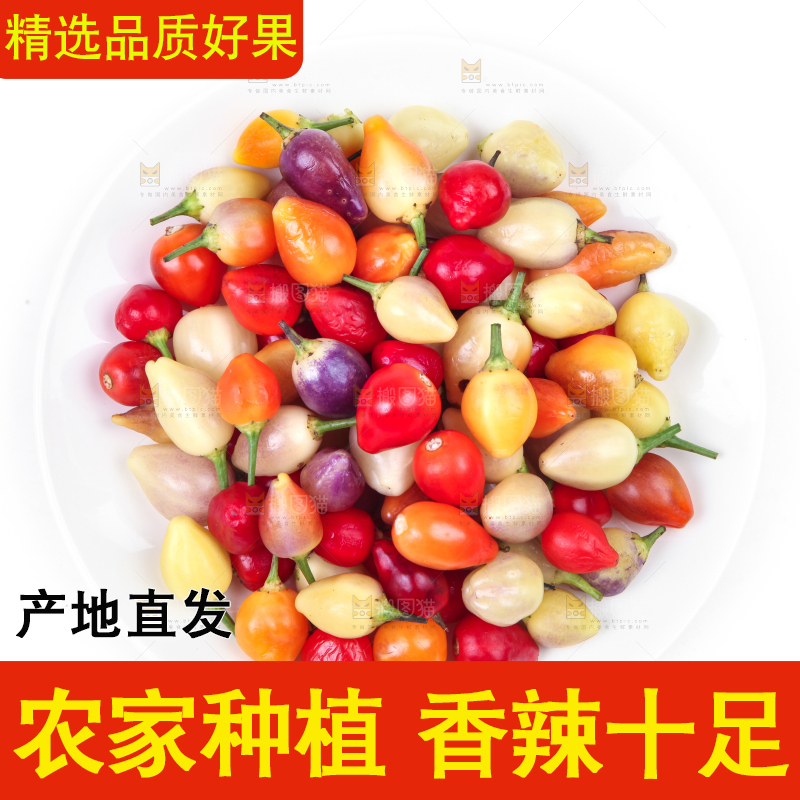白底上的七彩椒