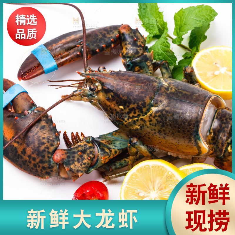 浅底上的澳洲龙虾