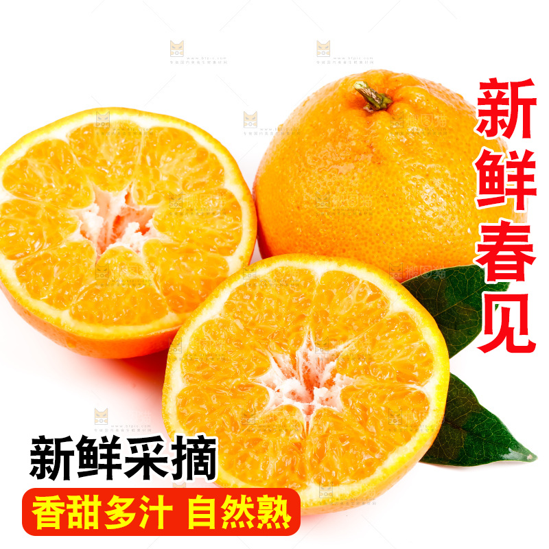 白底上的春见耙耙柑
