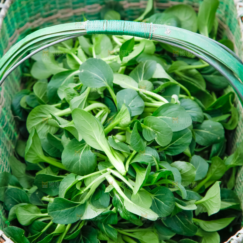 篮子里装着蔬菜