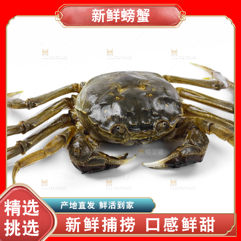 浅底上的鲜活螃蟹