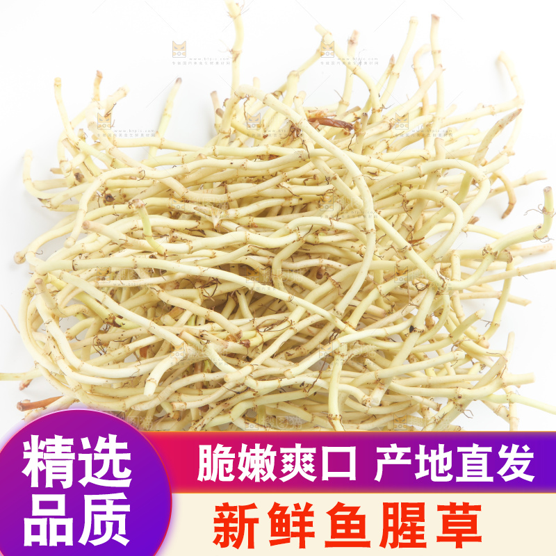 白底上的鱼腥草