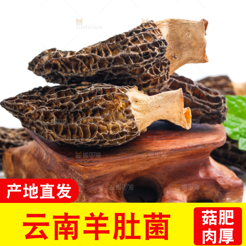 浅底上的云南羊肚菌