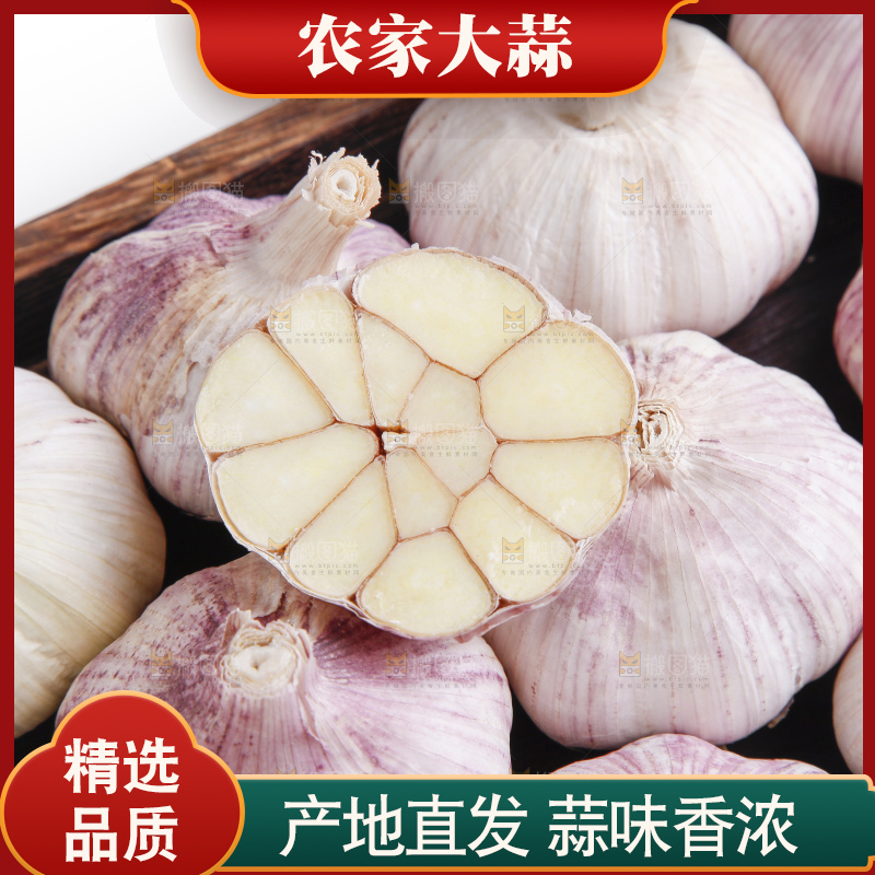 白底上的山东大蒜头