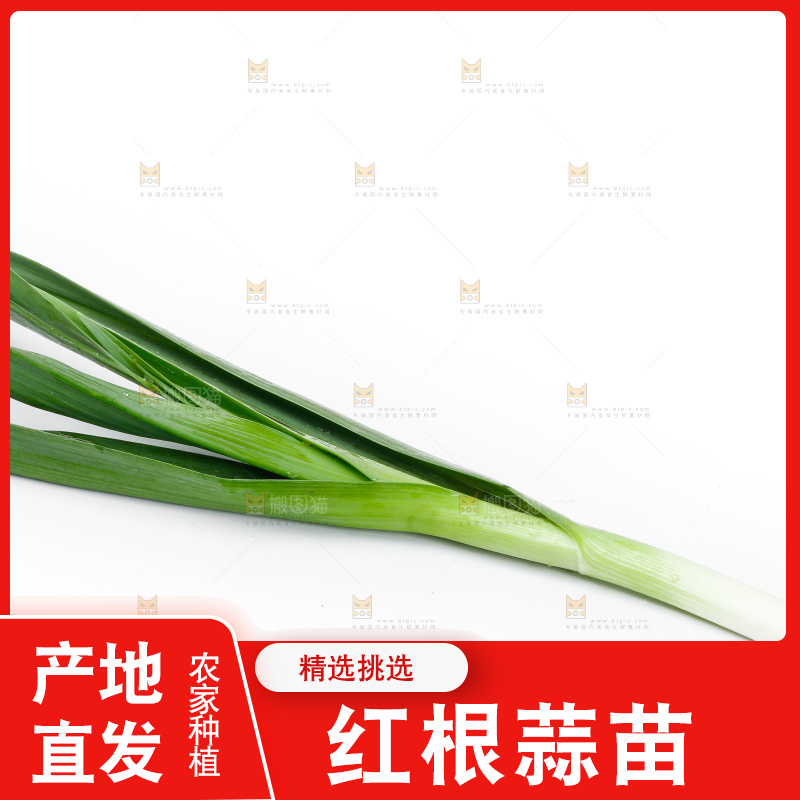 白底上的新鲜蒜苗