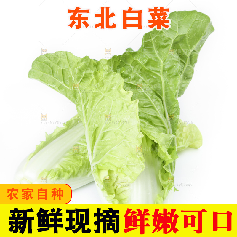 白底上放着大白菜