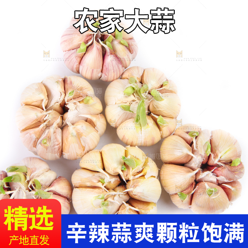 白底上放着紫皮蒜