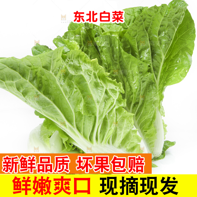 白底上放着大白菜