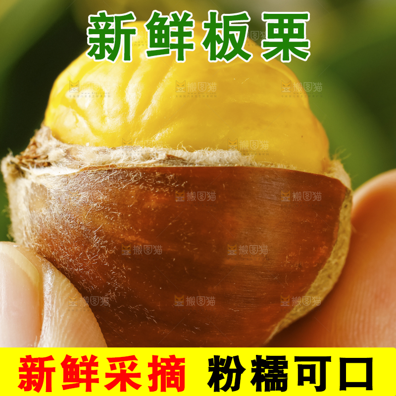 手里拿着新鲜板栗