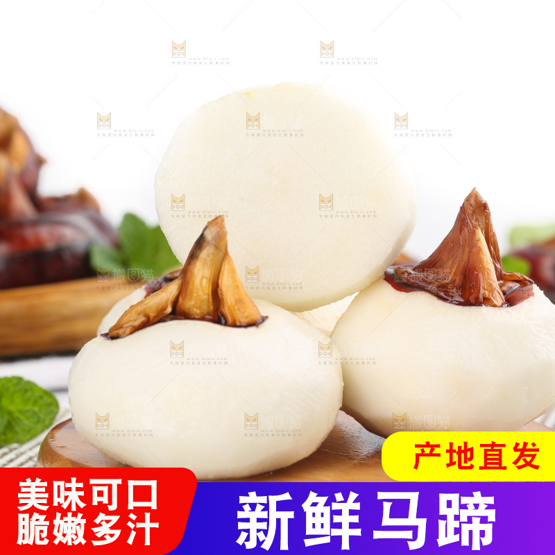 浅底上的马蹄果