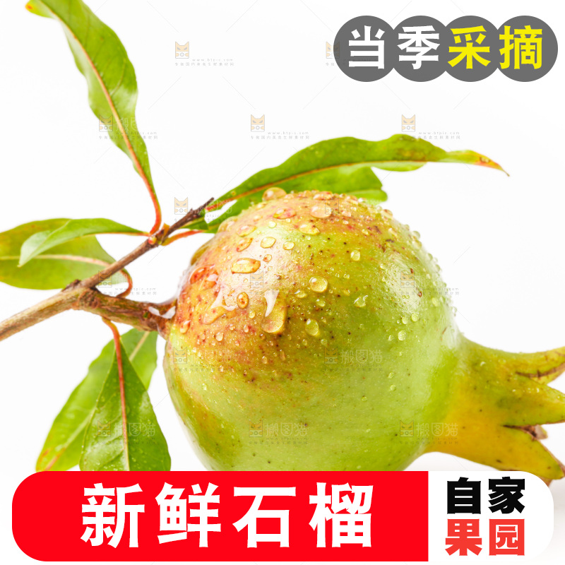 软籽石榴放在白底上