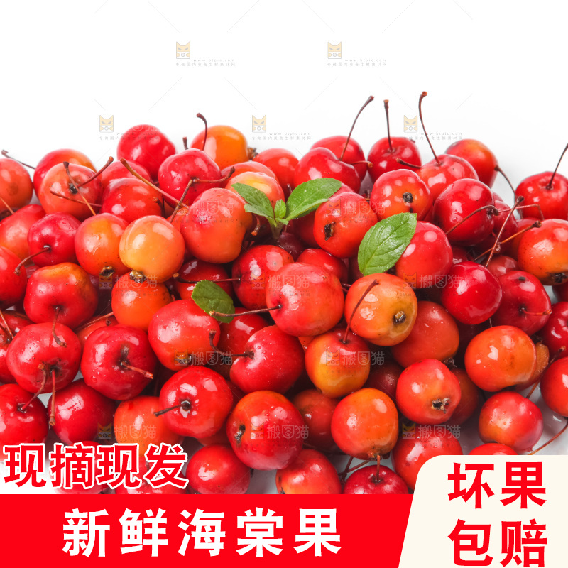 白底上的东北海棠果