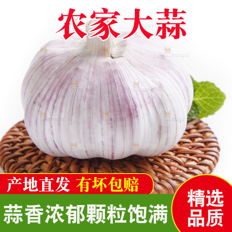 白底上的山东大蒜头