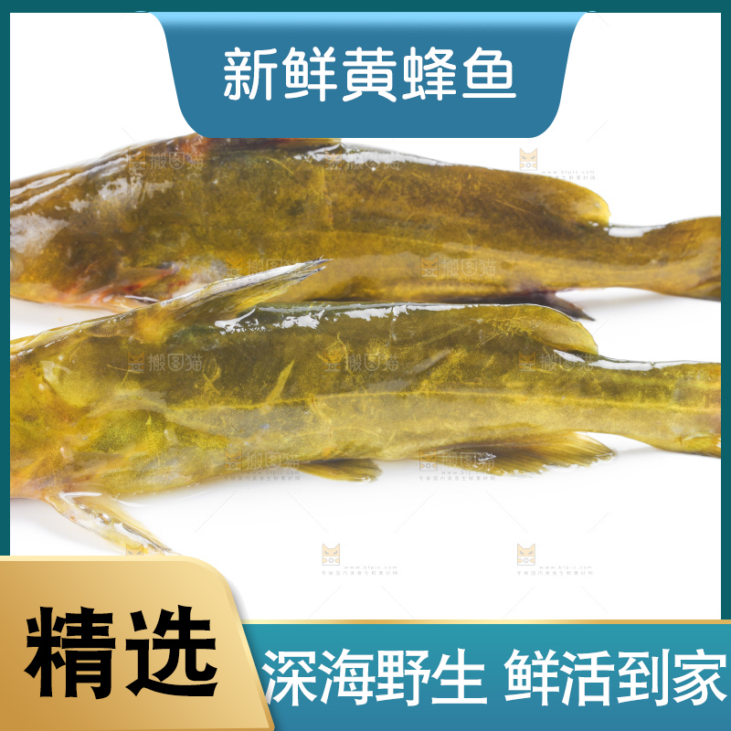 白底上放着黄蜂鱼