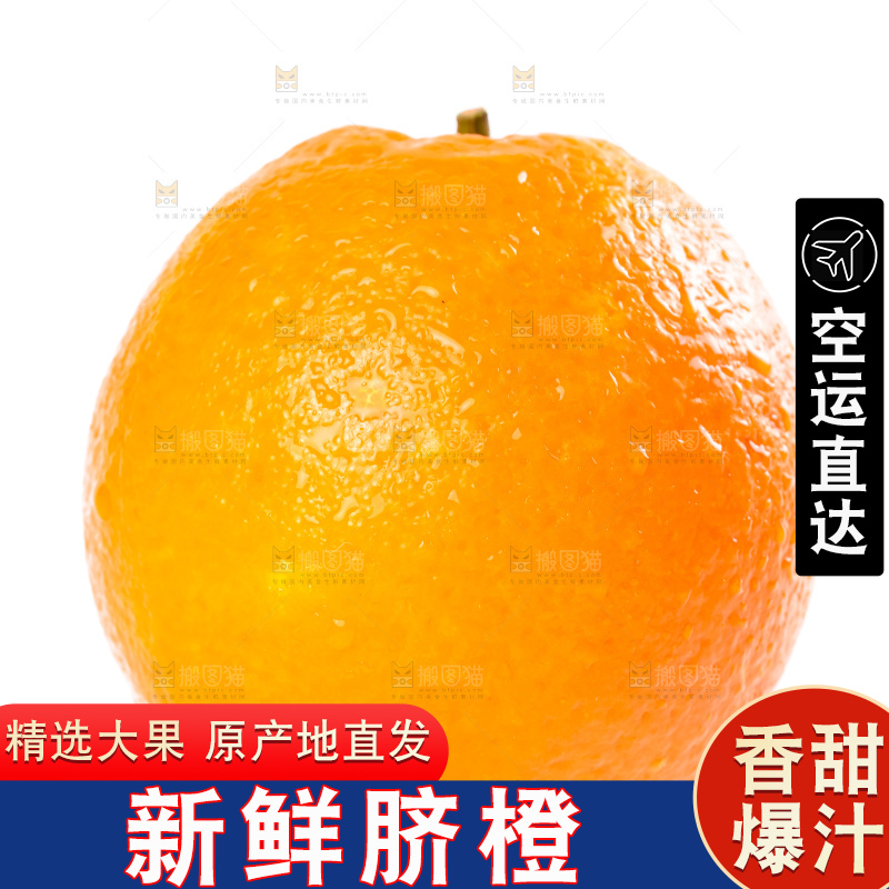 白底上的新鲜橙子