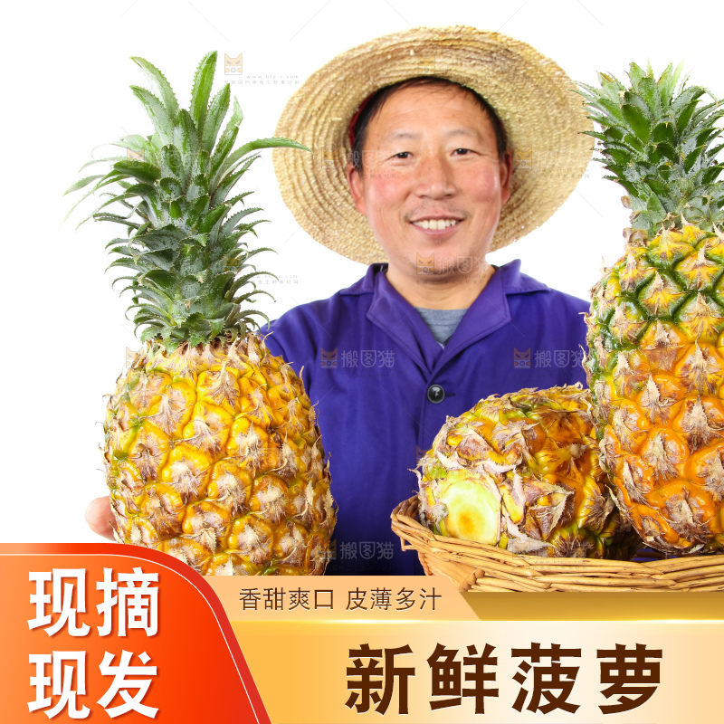 农民手里拿着香水菠萝