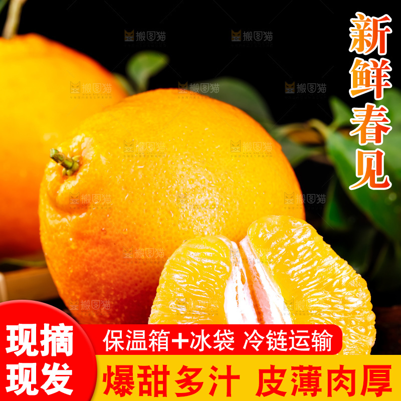 深底上的春见柑桔