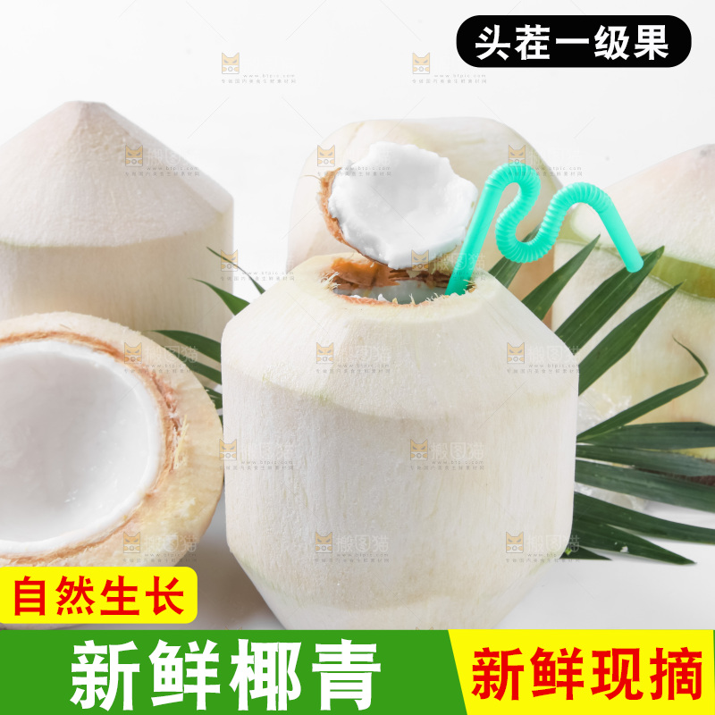 白底上青椰子
