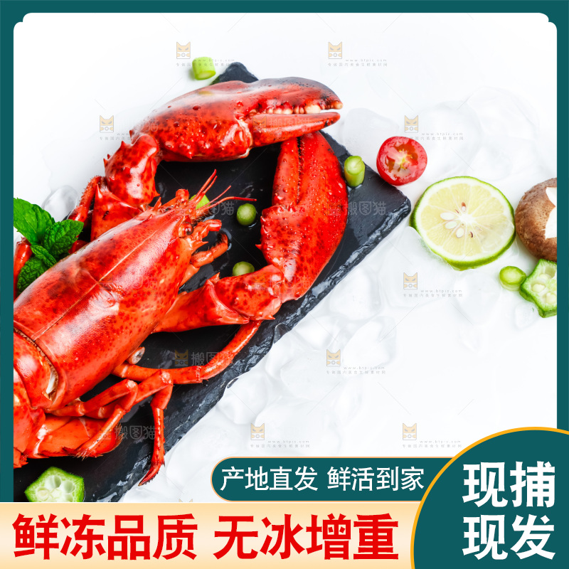 浅底上的澳洲大龙虾