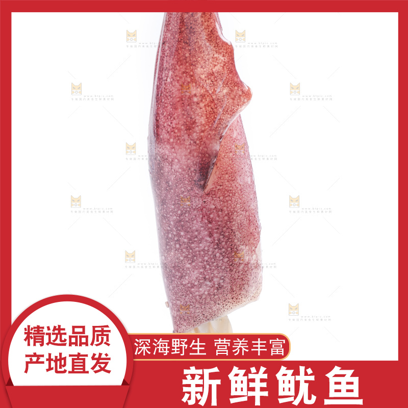 白底上的鱿鱼