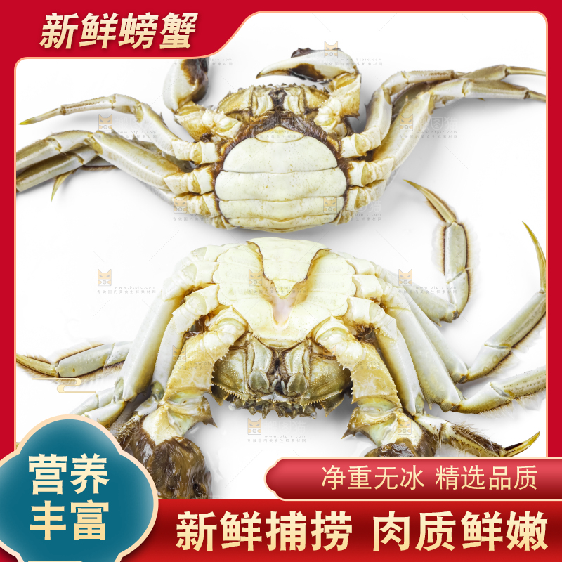 浅底上的鲜活螃蟹