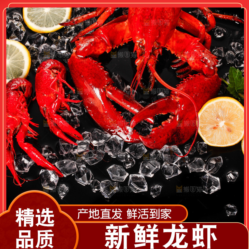黑底上的澳洲大龙虾