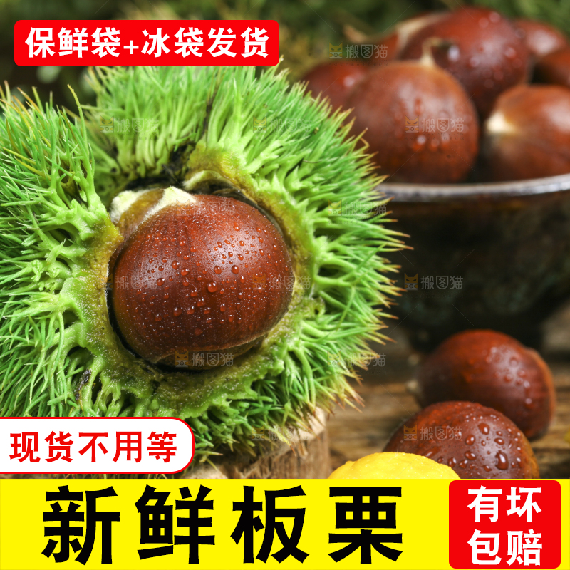 木底上的迁西板栗