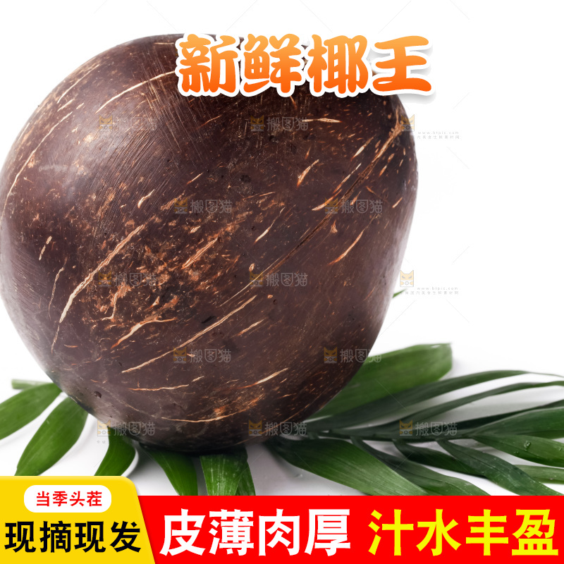 浅底上的椰皇