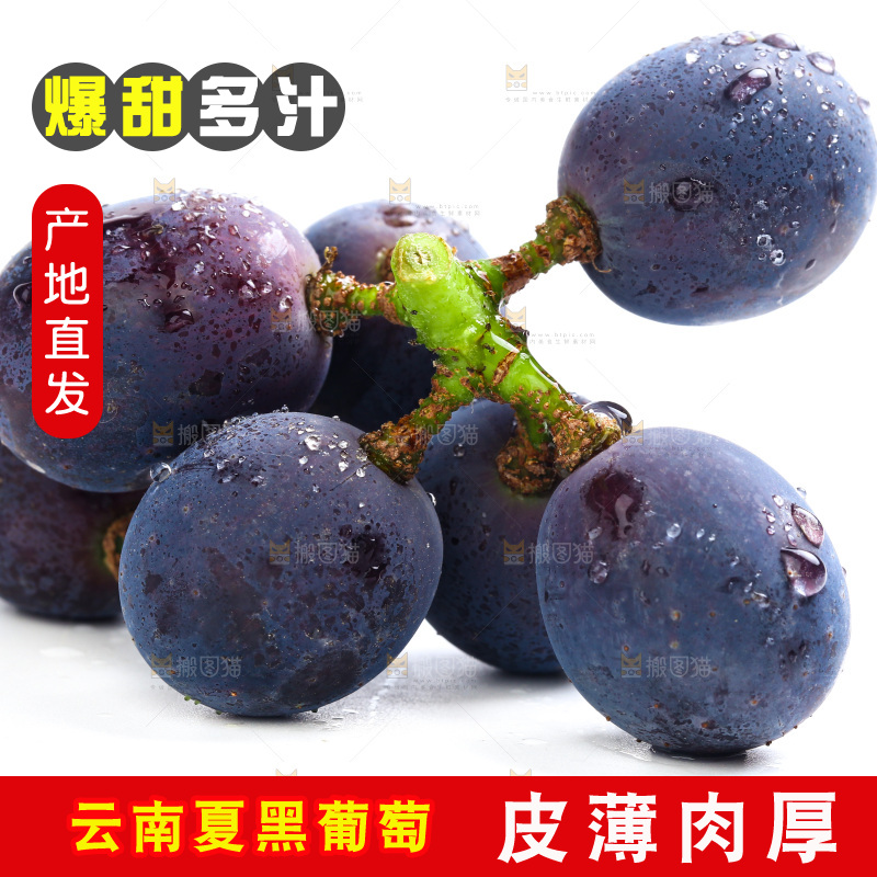 新鲜夏黑葡萄放在白底上