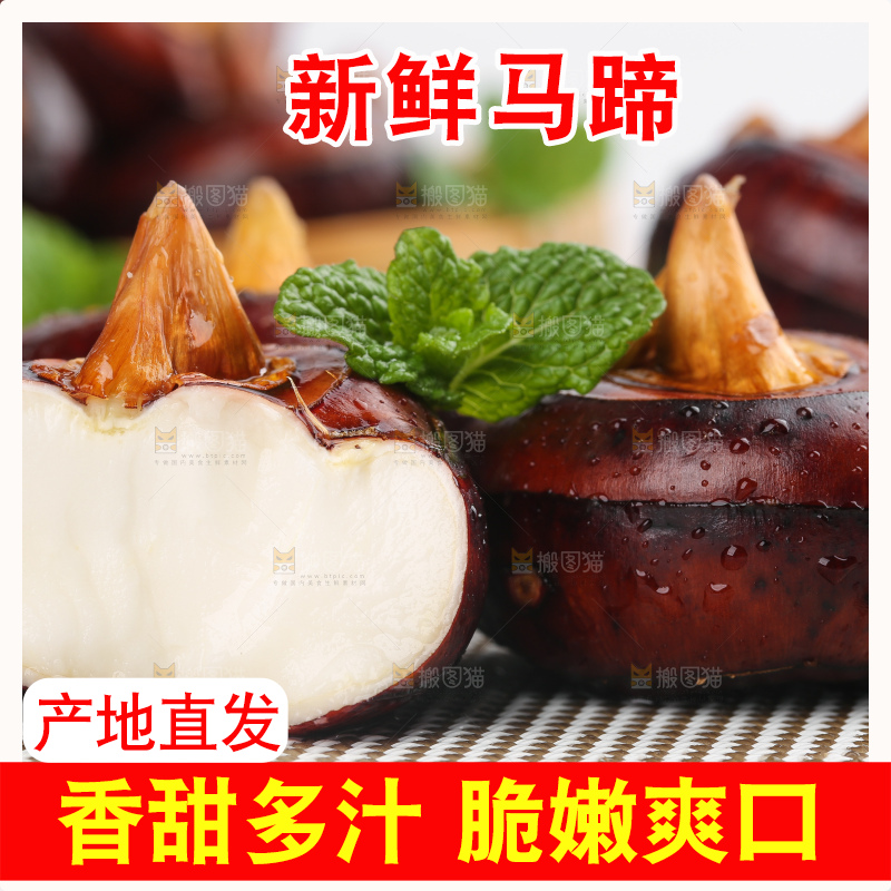 浅底上的马蹄果