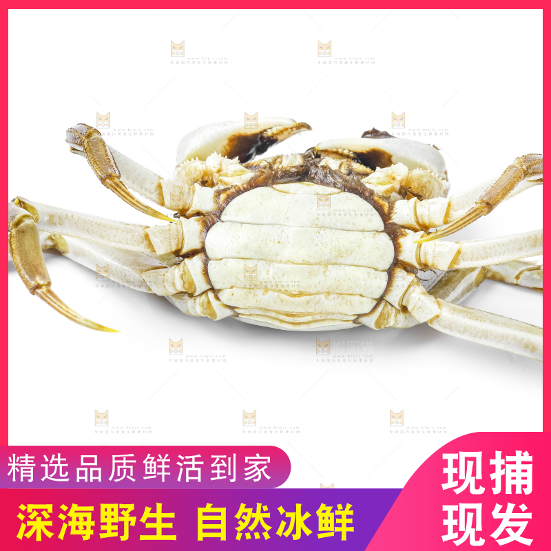 浅底上的鲜活螃蟹
