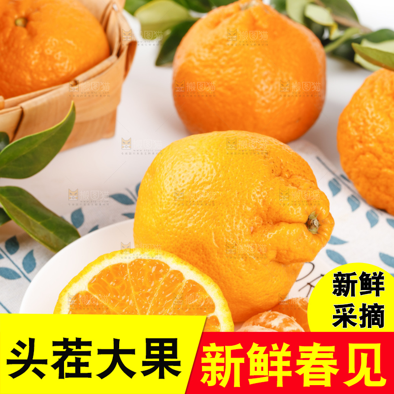 浅底上的春见耙耙柑