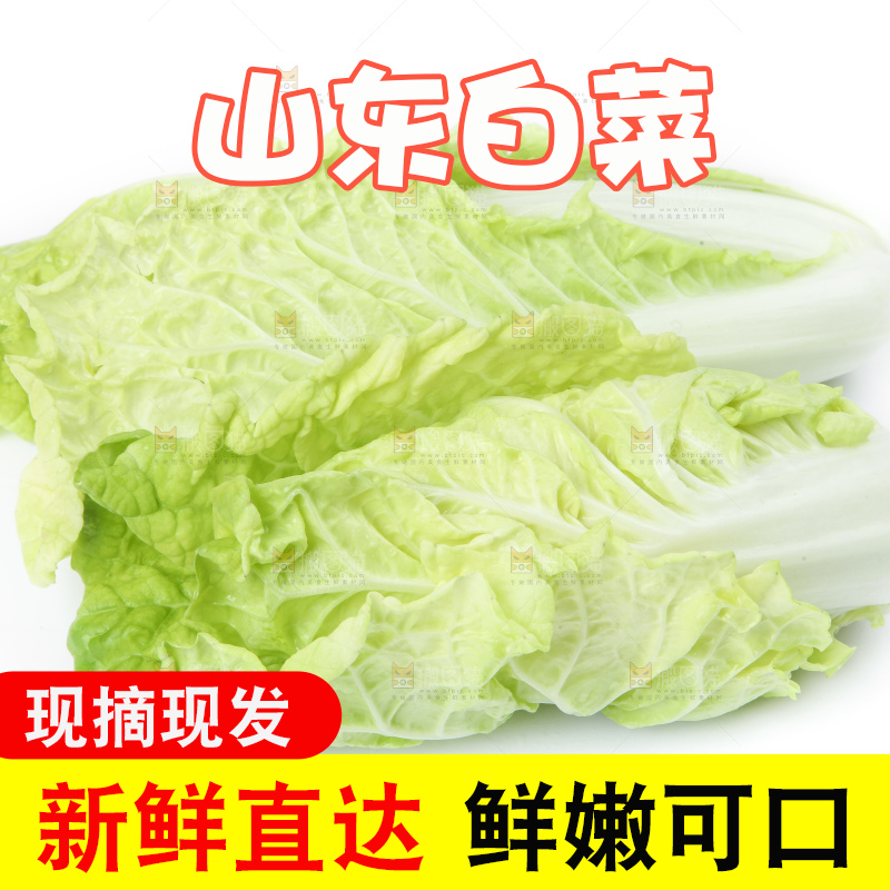 白底上放着大白菜