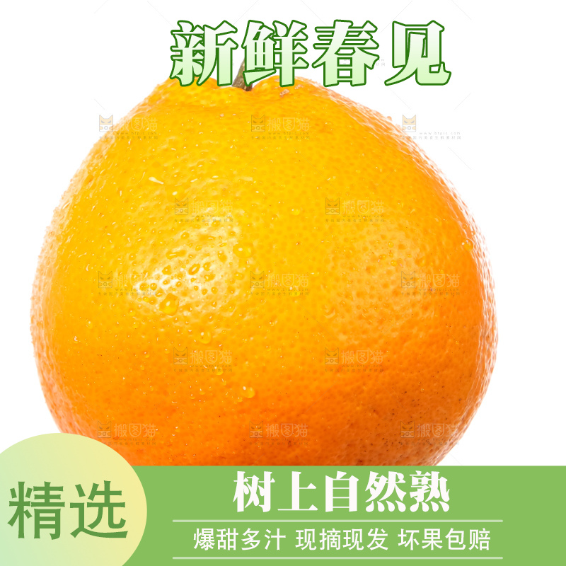 白底上的春见耙耙柑