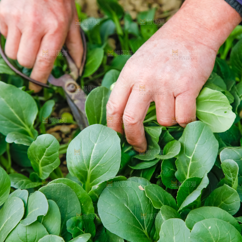 地里种着蔬菜