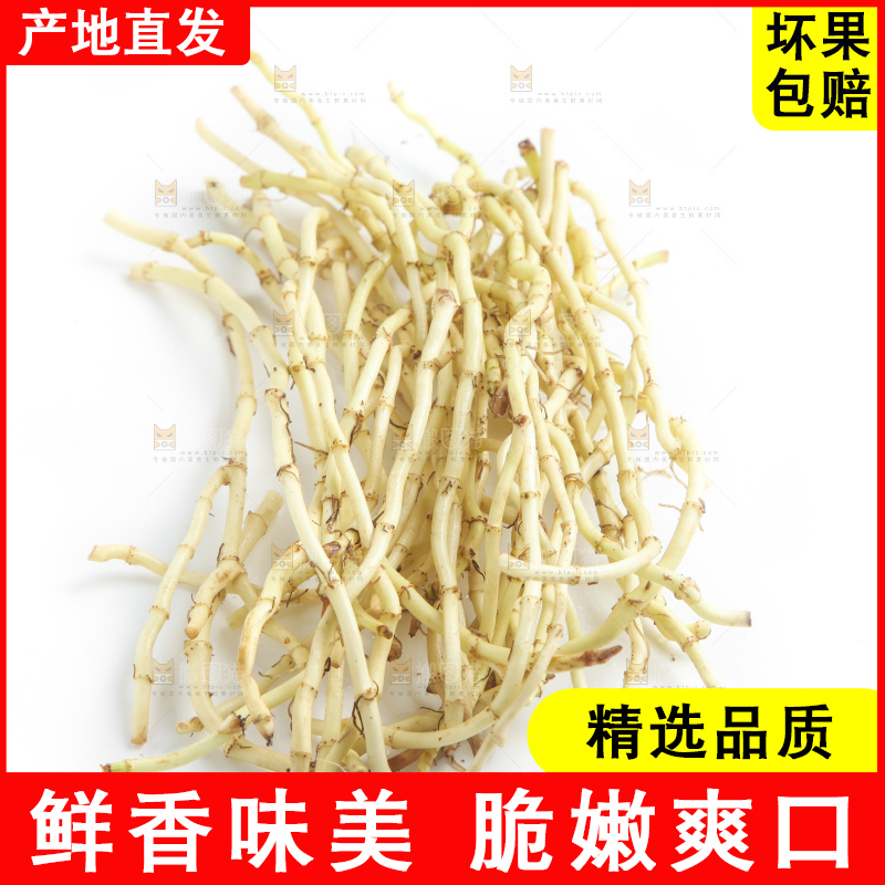 白底上的鱼腥草