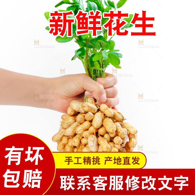 白底上手里拿着新鲜带壳花生