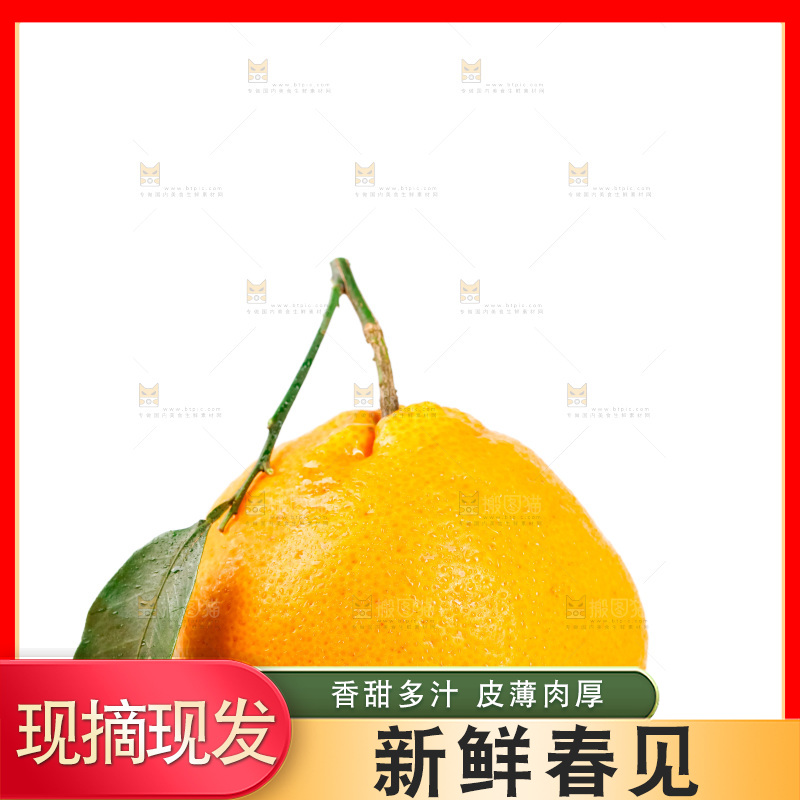 白底上的春见耙耙柑