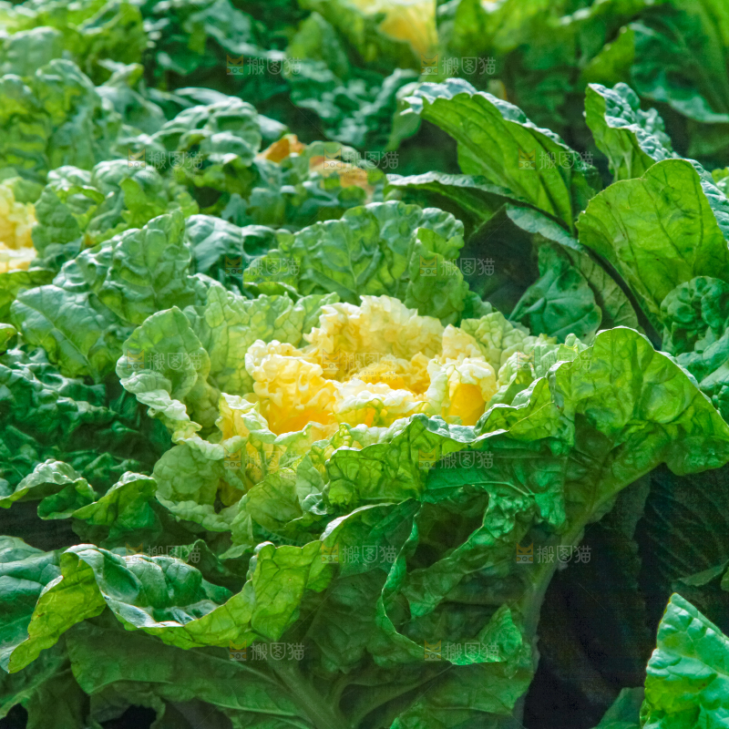 白菜产地