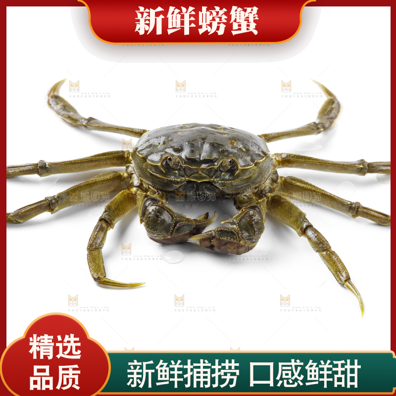 浅底上的鲜活螃蟹