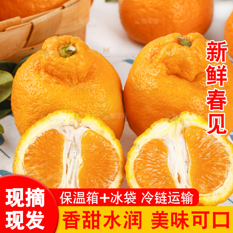 浅底上的春见耙耙柑