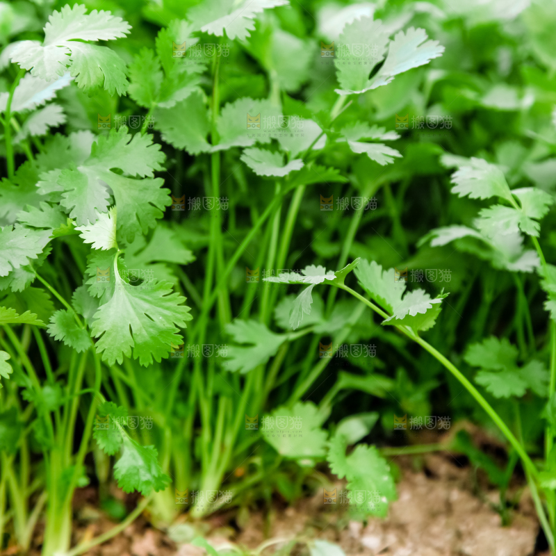 地里种着蔬菜