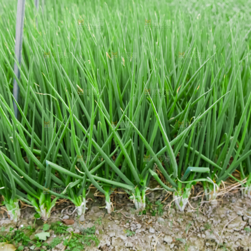 地里长着小葱