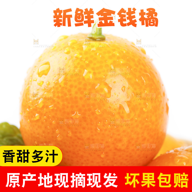 白底上的金钱橘