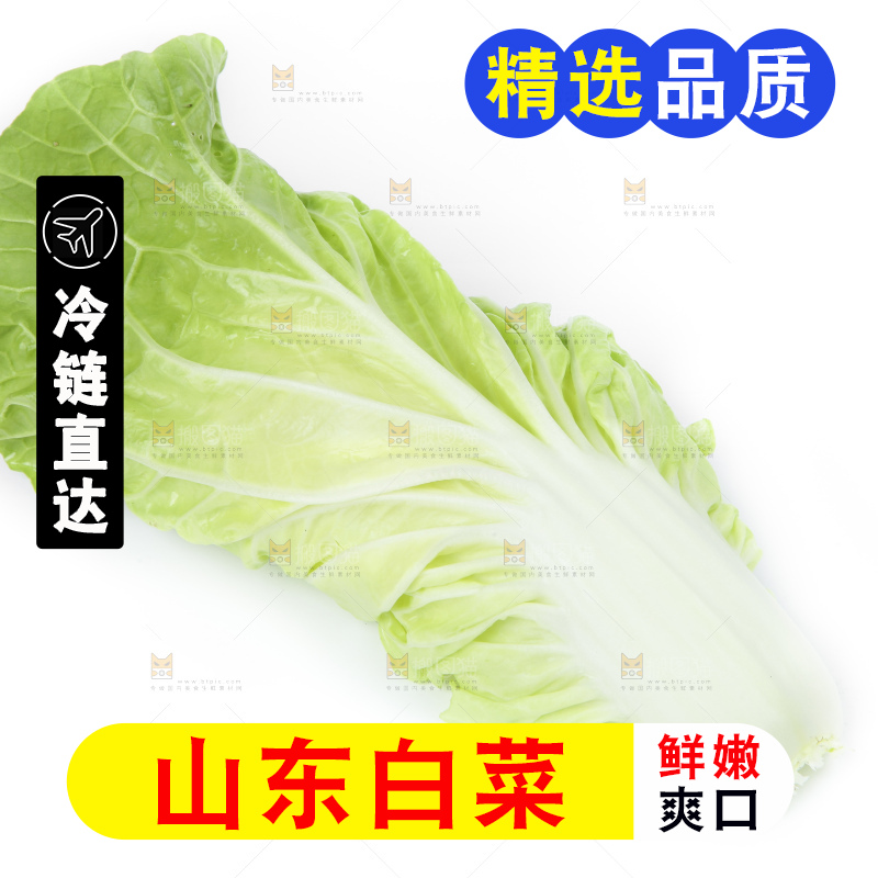 白底上放着大白菜