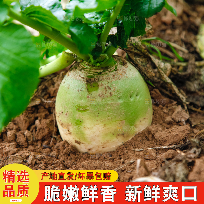 地里种着青萝卜